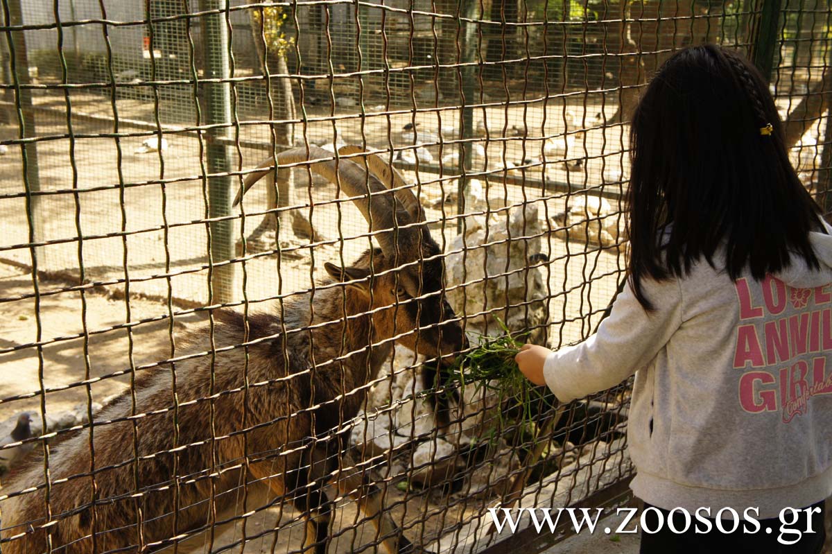 Απαράδεκτη πρόταση μαθητές να ταΐζουν ζώα στον Δημοτικό Ζωολογικό Κήπο Θεσσαλονίκης